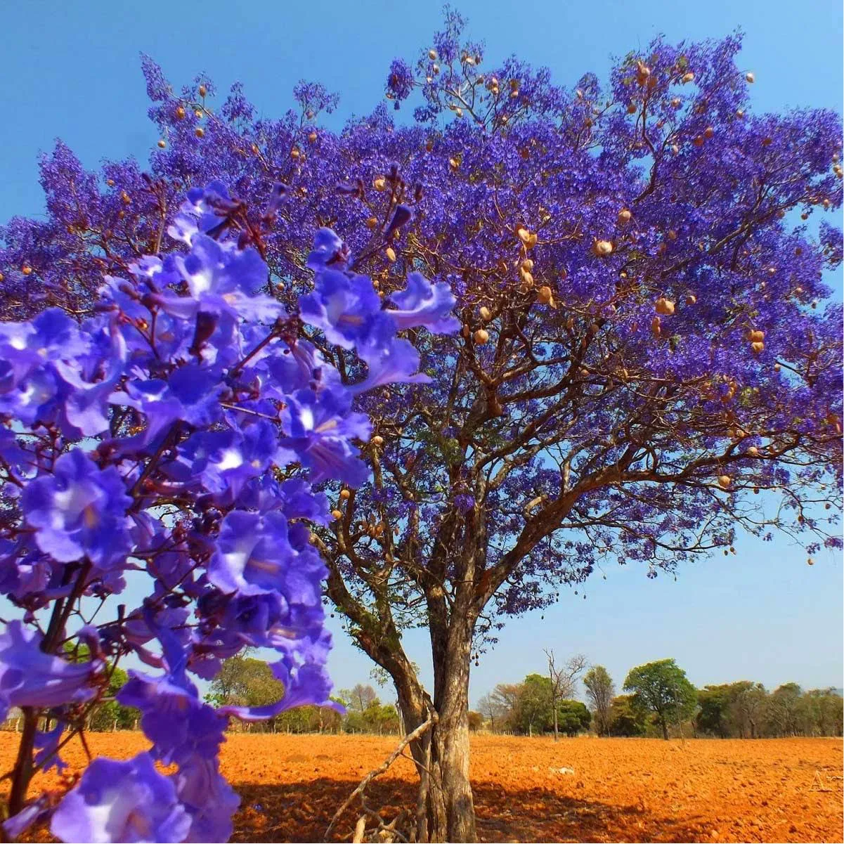 Kit Germinação Ouro - 500 Sementes de Ipê 5 Cores e mais - Imagem 2