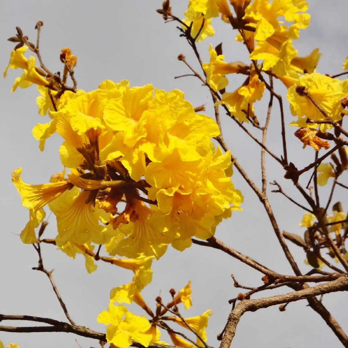 Kit Bandeja Germina Mais Sementes de Ipê Amarelo - Imagem 4