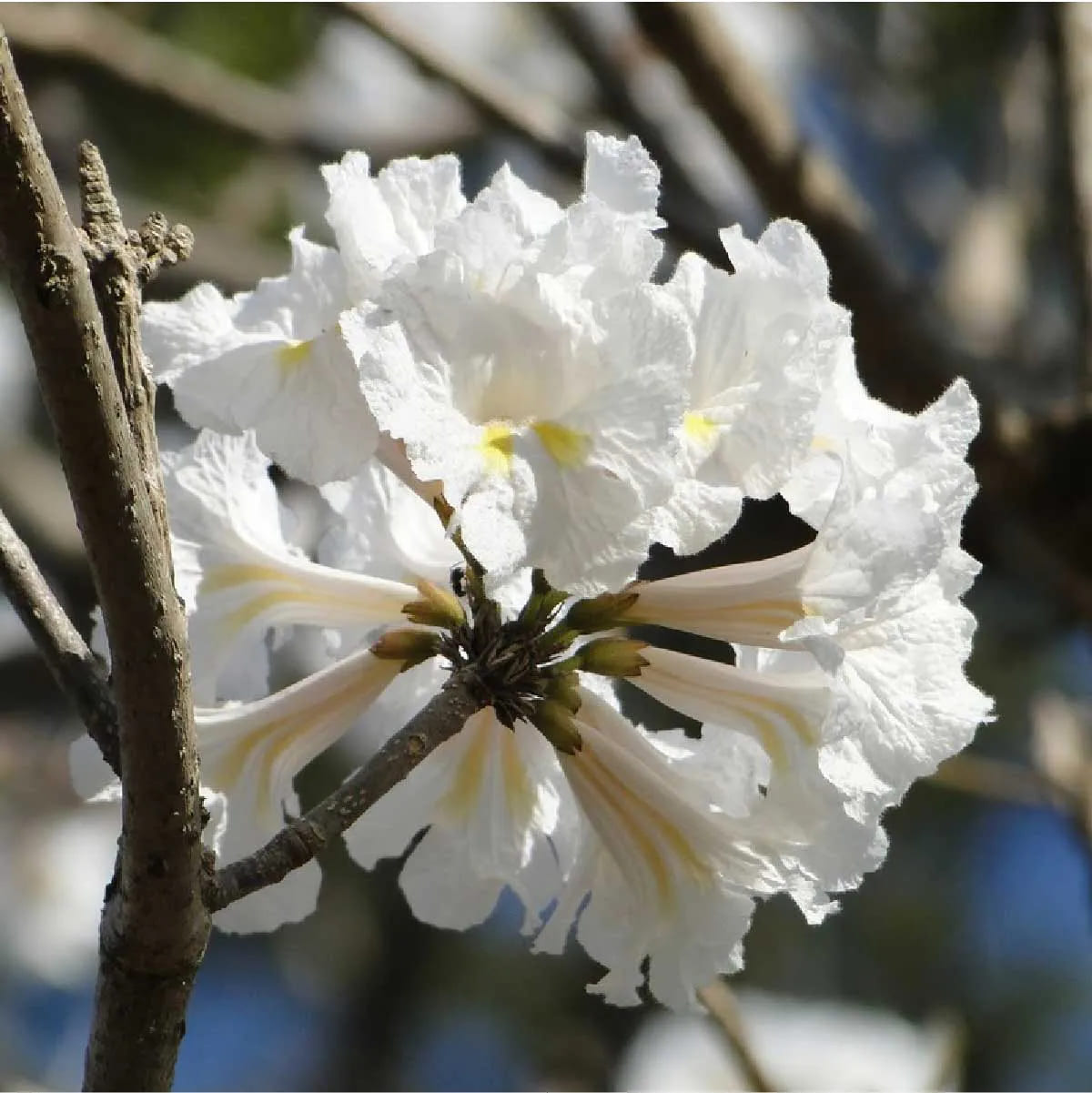 Semente de Ipê Branco (Handroanthus Roseo-alba) Mais Floresta - Imagem 2