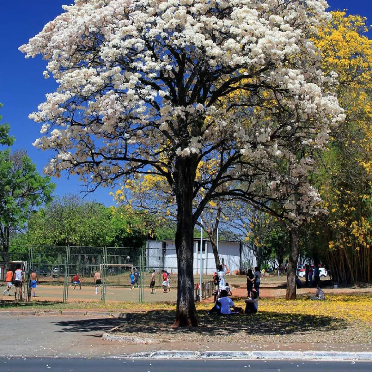 Semente de Ipê Branco (Handroanthus Roseo-alba) Mais Floresta - Imagem 4