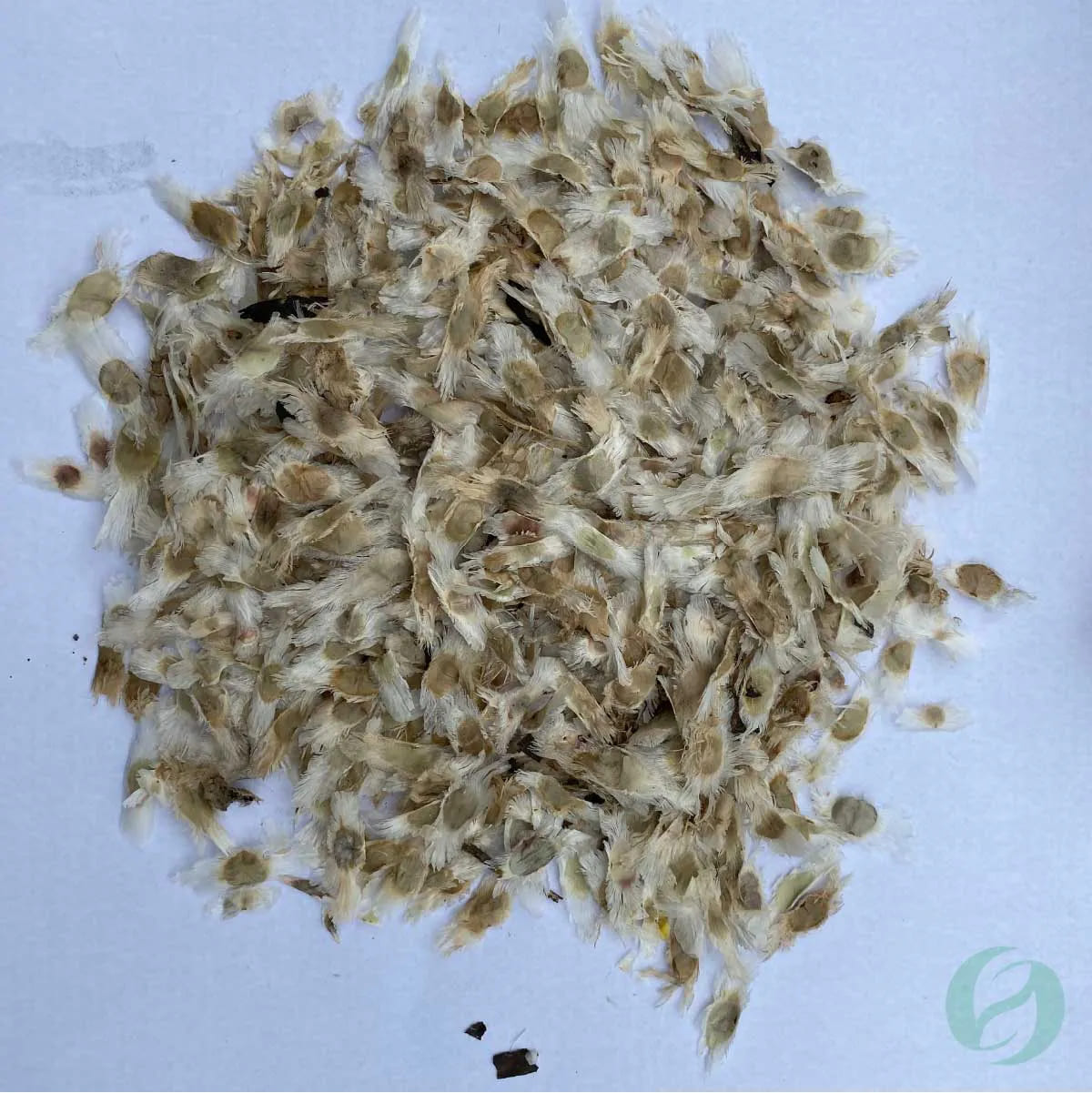 Semente de Ipê Branco (Handroanthus Roseo-alba) Mais Floresta - Imagem 5