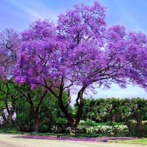 Sementes Jacarandá Mimoso